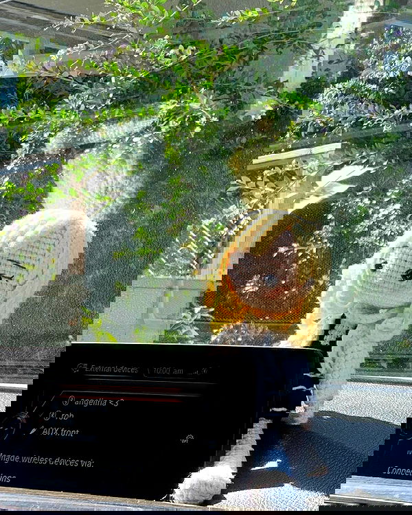 dracuina image ~ Altpins