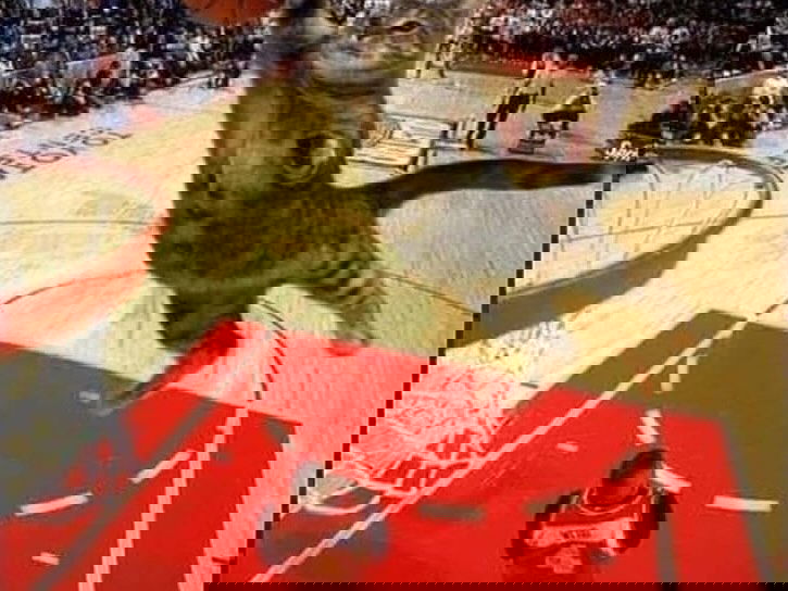 dracuina instagram image archive image