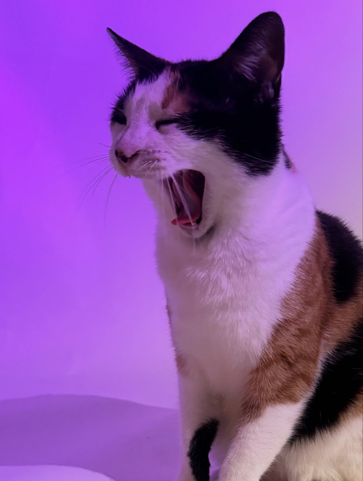 dracuina instagram image archive image