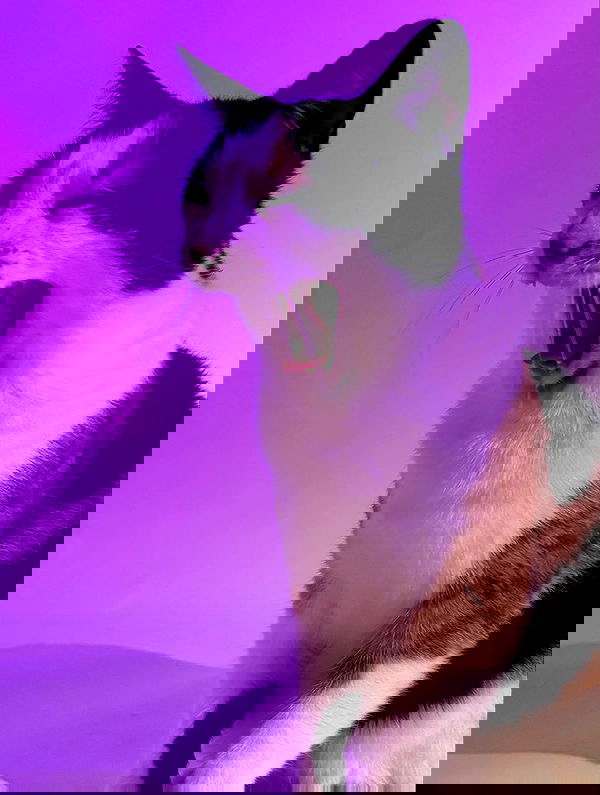 dracuina image ~ Altpins