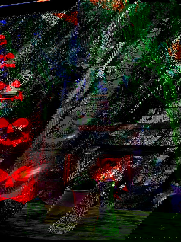 dracuina image ~ Altpins