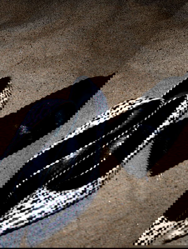 dreambabydrea dreambabydrea archive image