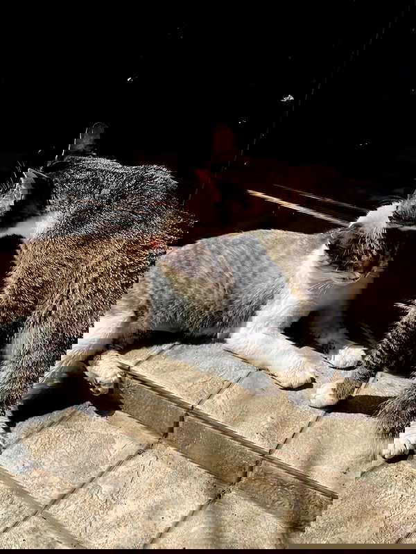 eceebayraktr image ~ Altpins