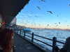eden__j Altpins Profile Picture