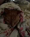 efraim_jornea Altpins Profile Picture