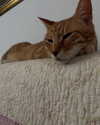 efraim_jornea Altpins Profile Picture
