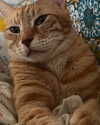 efraim_jornea Altpins Profile Picture