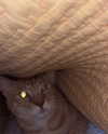 efraim_jornea Altpins Profile Picture