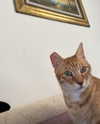 efraim_jornea Altpins Profile Picture