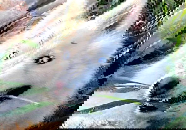 efrat_elmalich image ~ Altpins