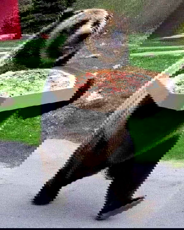 efrat_elmalich image ~ Altpins