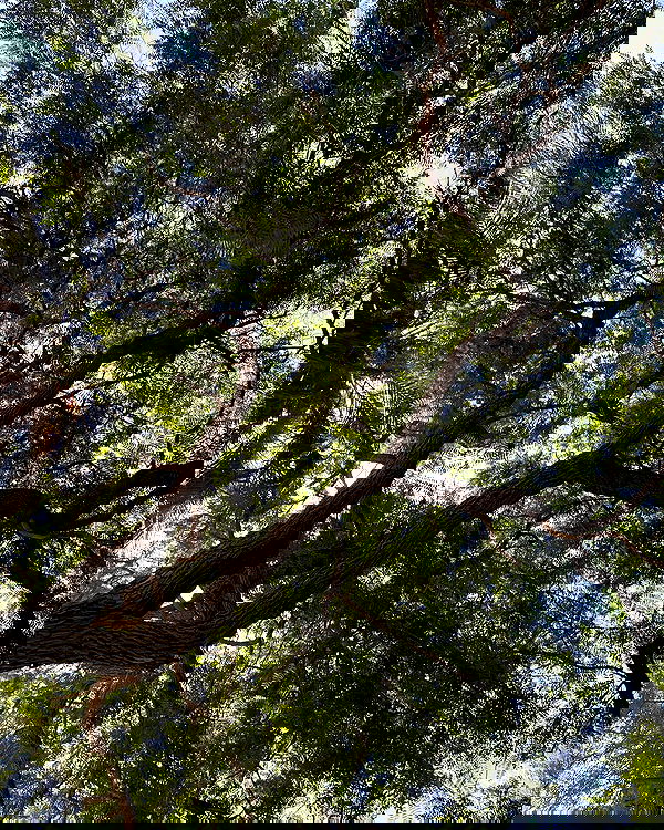 efrat_elmalich image ~ Altpins