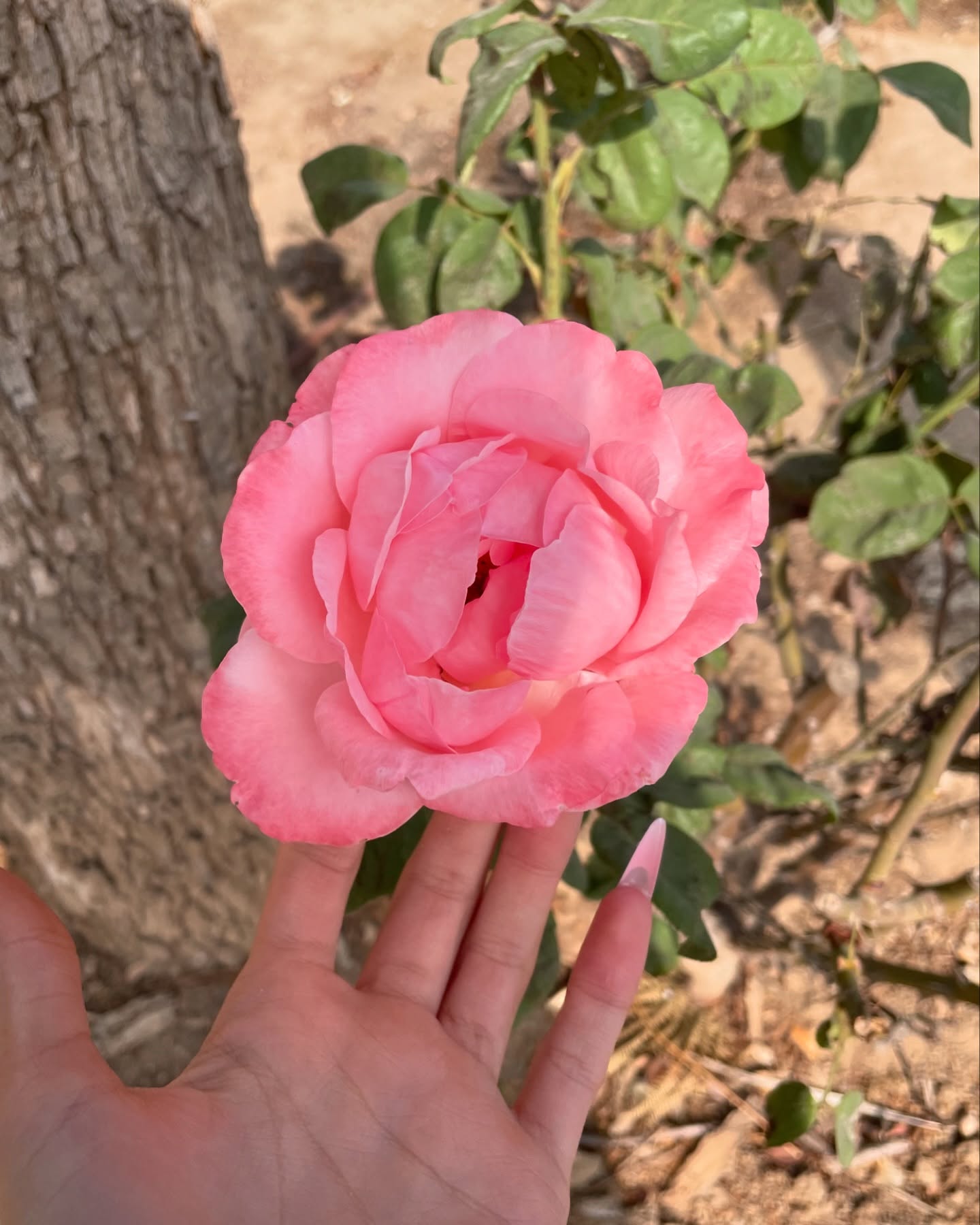 efrat_elmalich instagram image archive image