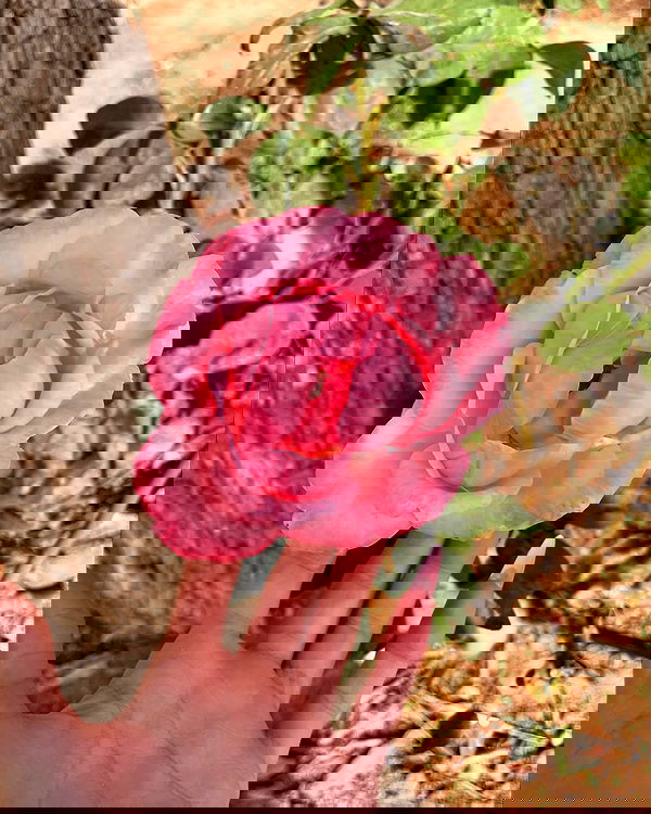 efrat_elmalich image ~ Altpins