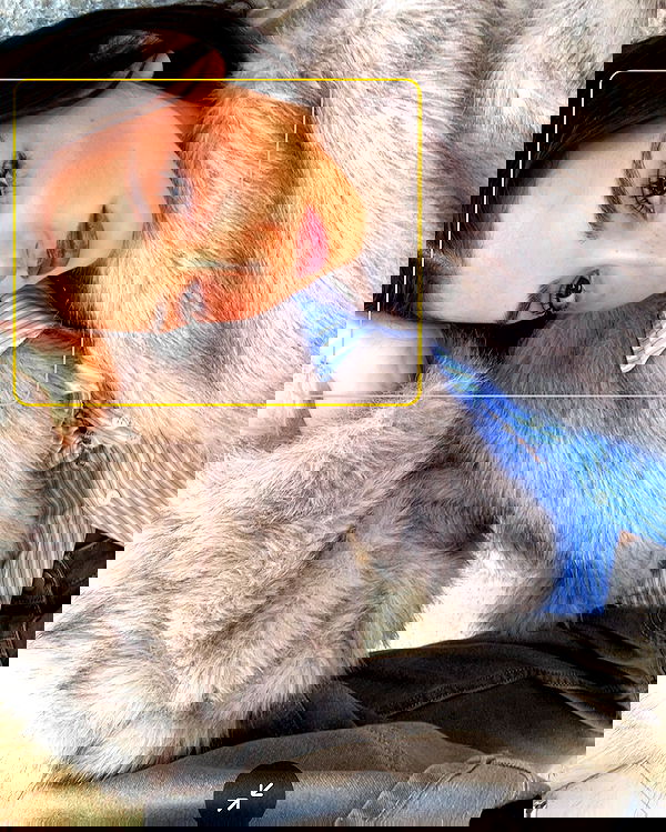 efrat_elmalich image ~ Altpins