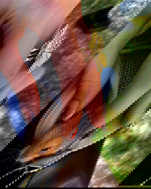 efrat_elmalich image ~ Altpins