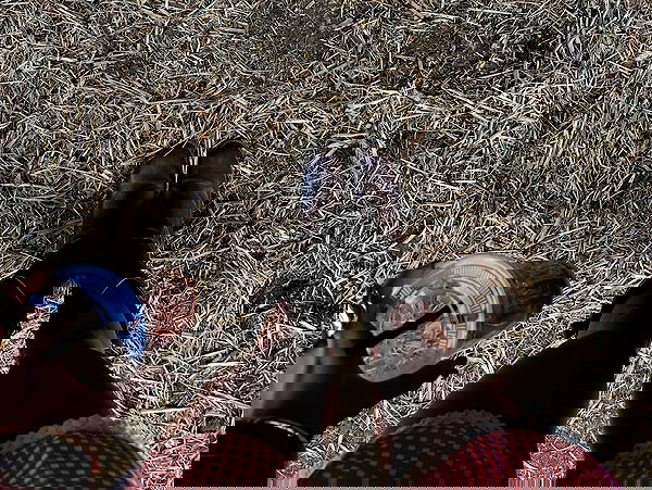 efrat_elmalich image ~ Altpins