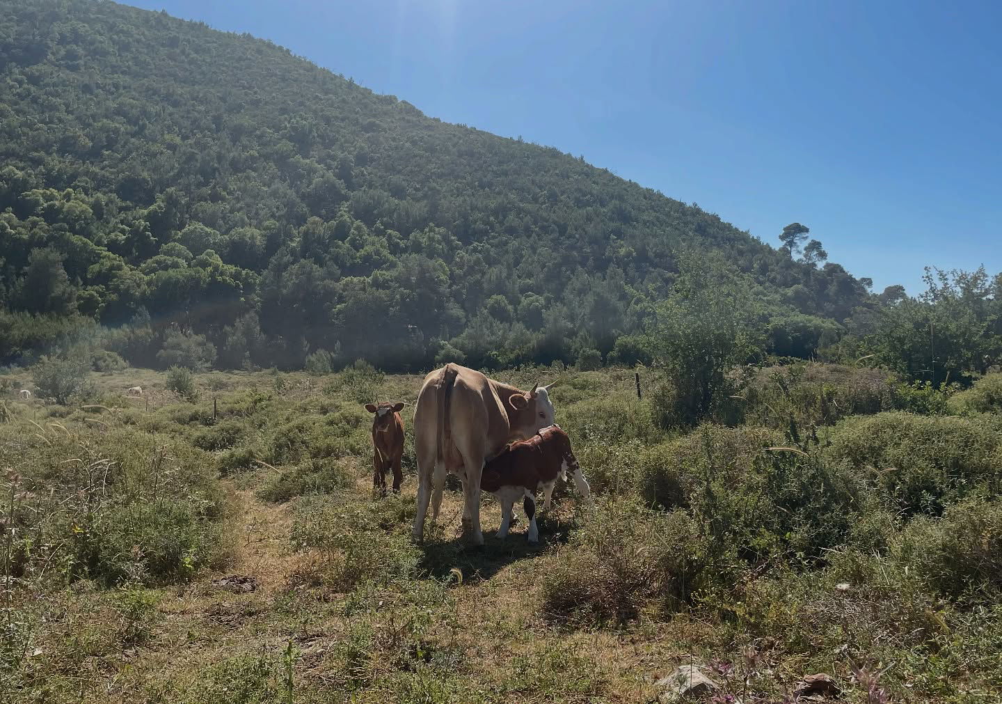 efrat_elmalich instagram image archive image