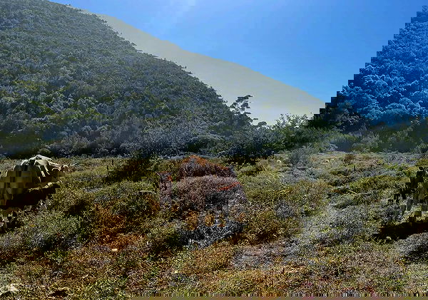 efrat_elmalich image ~ Altpins