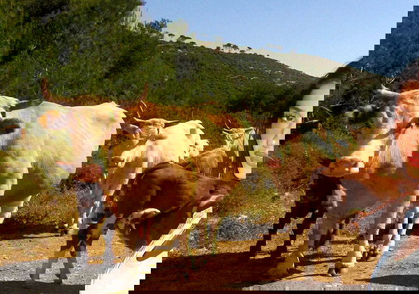 efrat_elmalich image ~ Altpins