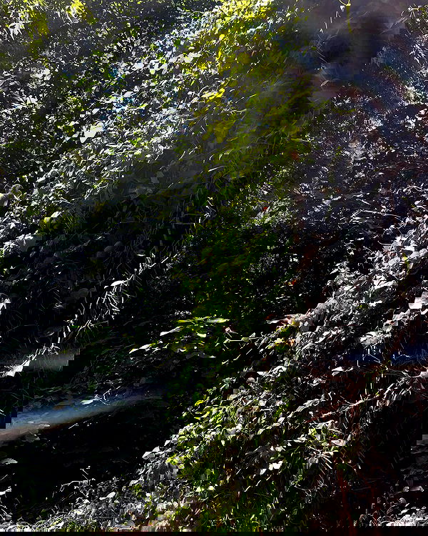 efrat_elmalich image ~ Altpins