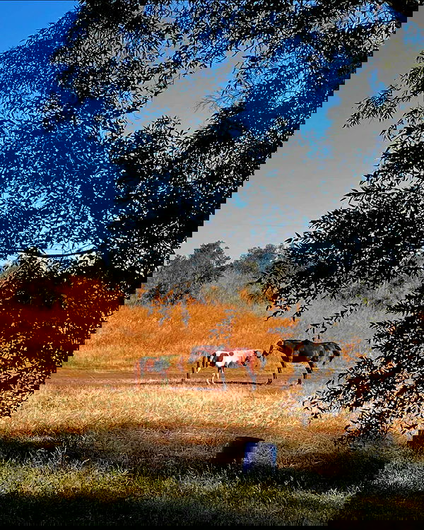 efrat_elmalich image ~ Altpins