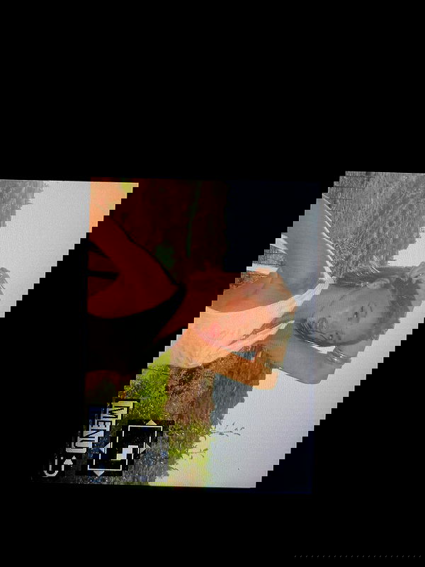 efrat_elmalich image ~ Altpins