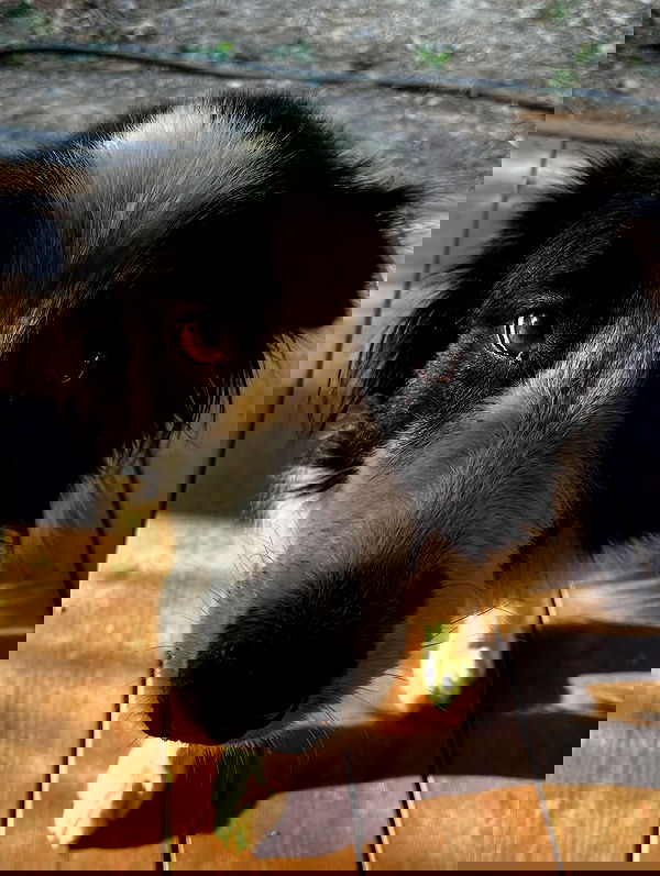 efrat_elmalich image ~ Altpins