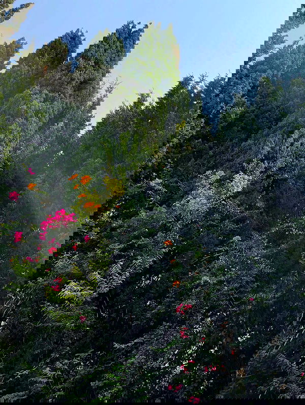 efrat_elmalich image ~ Altpins