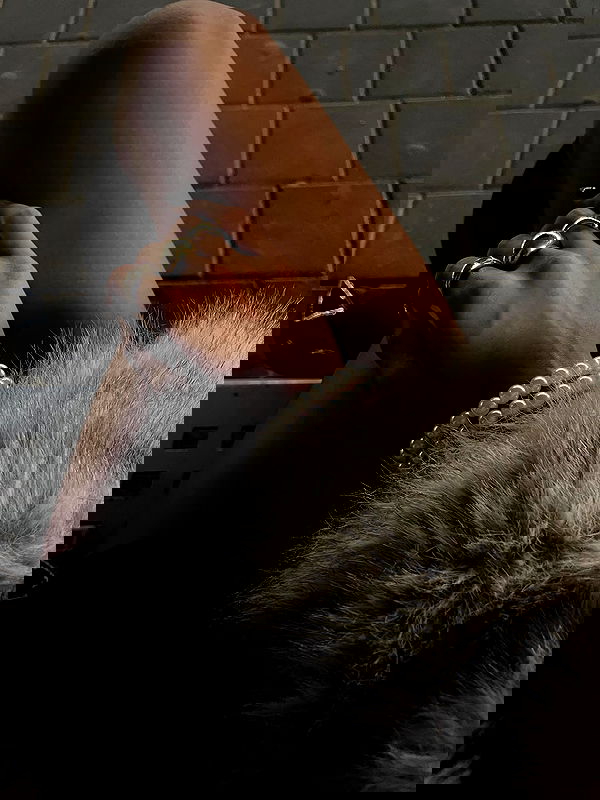 efrat_elmalich image ~ Altpins