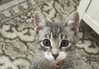 ehcico Altpins Profile Picture
