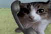 ehcico Altpins Profile Picture