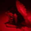 ehcico Altpins Profile Picture