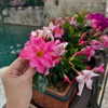 elena_wstt Altpins Profile Picture