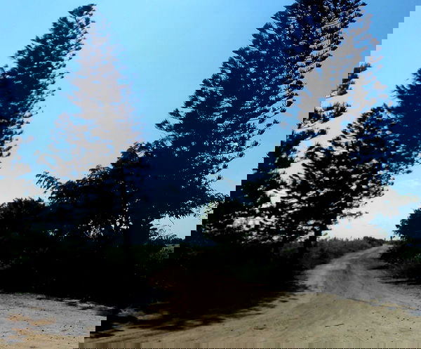 elianachetrit image ~ Altpins