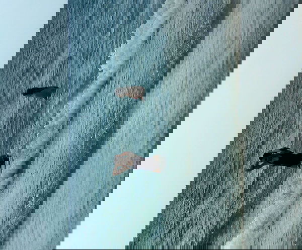 elianachetrit image ~ Altpins