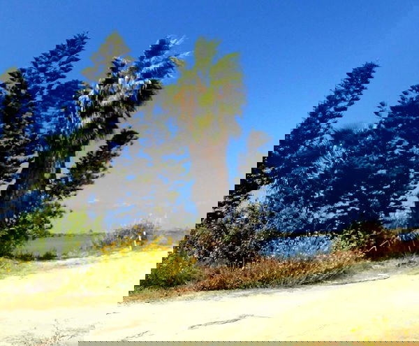 elianachetrit image ~ Altpins