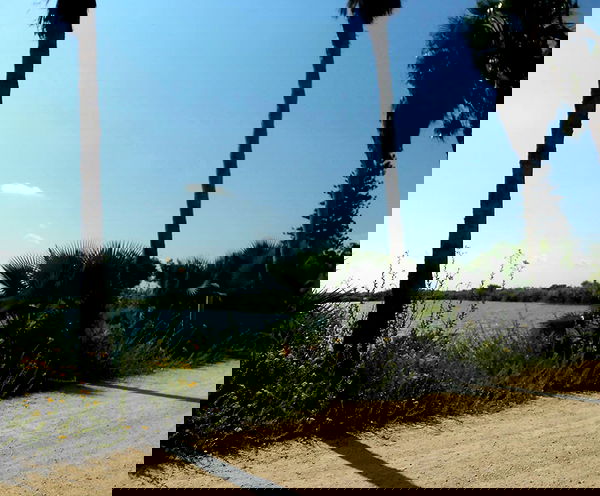 elianachetrit image ~ Altpins