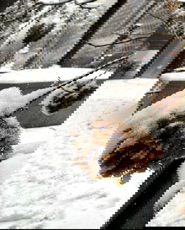 eliya.ho eliya.ho archive image