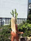 ellauk Altpins Profile Picture