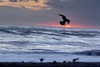 elliebluegregoria Altpins Profile Picture