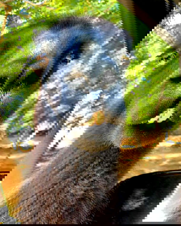 elliemarriee image ~ Altpins