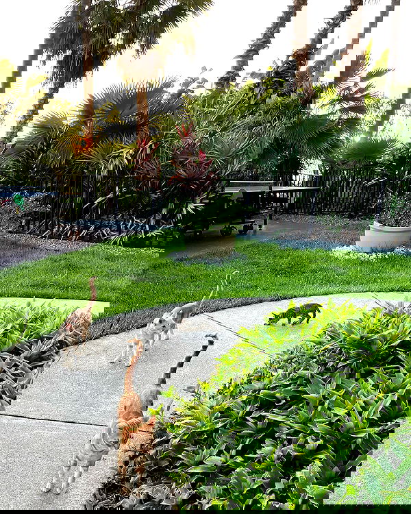 elliemarriee image ~ Altpins