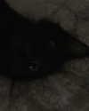 elliemvvnn Altpins Profile Picture