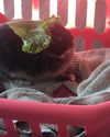 emiru.jpg Altpins Profile Picture