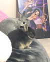 emiru.jpg Altpins Profile Picture