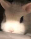 emiru.jpg Altpins Profile Picture