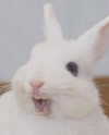 emiru.jpg Altpins Profile Picture