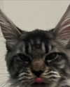 emiru.jpg Altpins Profile Picture