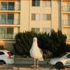emmarose_xoxoxo Altpins Profile Picture